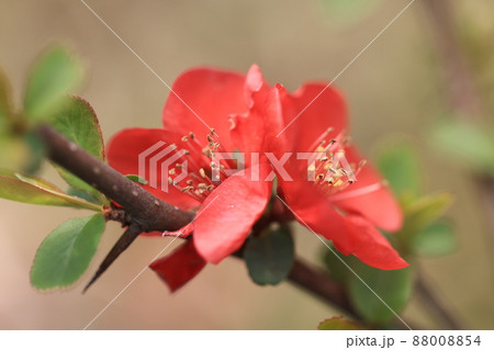 木瓜の花(緋のさきがけ) 88008854