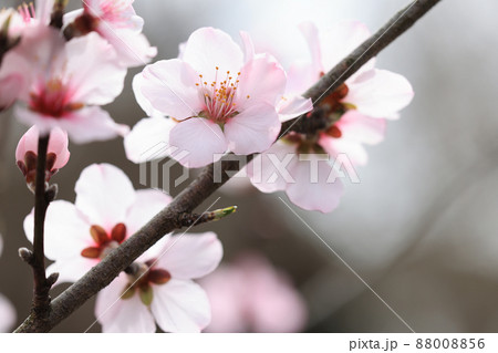 アーモンドの花 88008856