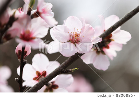 アーモンドの花 88008857
