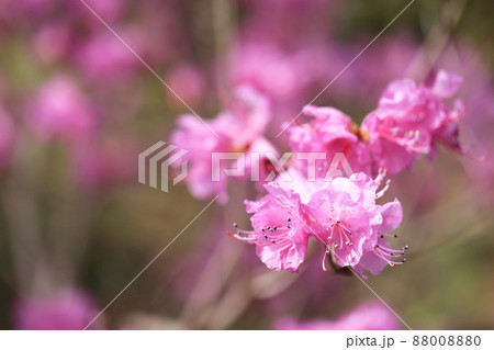 ゲンカイツツジ(玄海躑躅) ゲンカイツツジ(玄海躑躅) 88008880