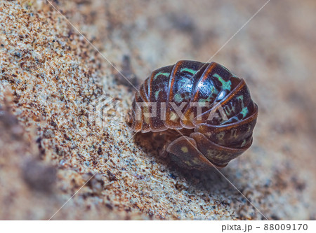 Closeup of a rolled up common pill-bug, Armadillidium pulchellum Closeup of a rolled up common pill-bug, Armadillidium pulchellum 88009170
