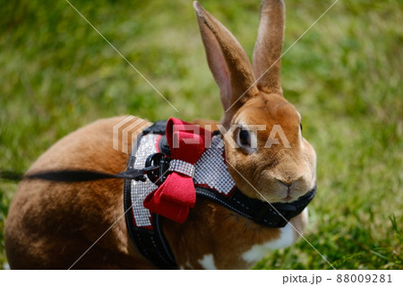 リードをつけて原っぱをうさんぽするミニレッキス 5 88009281