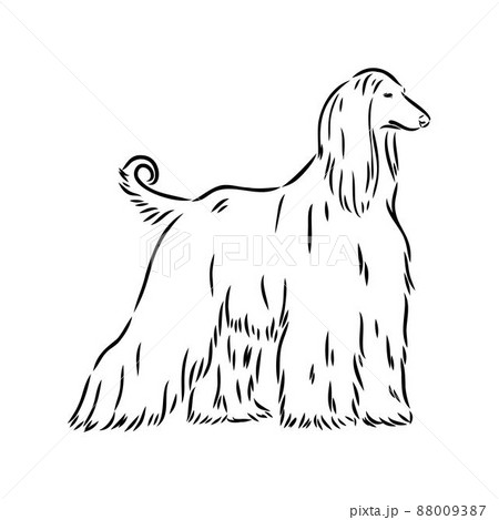 Afghan Hound. Black and white graphic drawing of a dog. Afghan Hound. Black and white graphic drawing of a dog. 88009387