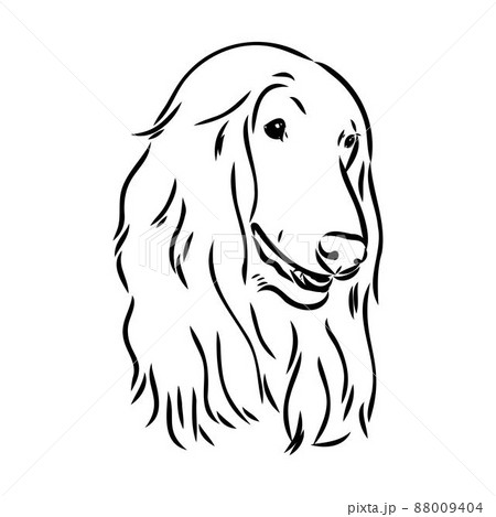 Afghan Hound. Black and white graphic drawing of a dog. Afghan Hound. Black and white graphic drawing of a dog. 88009404