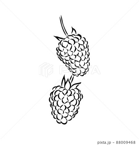 Vector isolated raspberry berries branch contour line drawing. Colorless black and white two raspberry berry colorling page 88009468