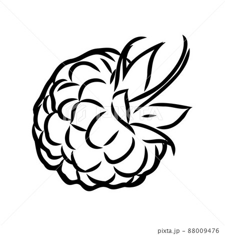 Vector isolated raspberry berries branch contour line drawing. Colorless black and white two raspberry berry colorling page 88009476