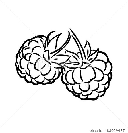 Vector isolated raspberry berries branch contour line drawing. Colorless black and white two raspberry berry colorling page Vector isolated raspberry berries branch contour line drawing. Colorless black and white two raspberry berry colorling page 88009477