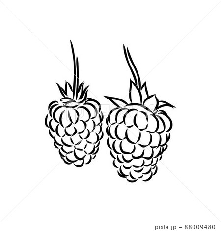 Vector isolated raspberry berries branch contour line drawing. Colorless black and white two raspberry berry colorling page Vector isolated raspberry berries branch contour line drawing. Colorless black and white two raspberry berry colorling page 88009480