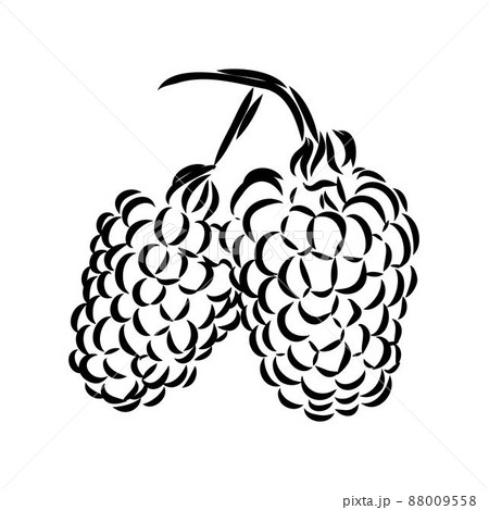 Vector isolated raspberry berries branch contour line drawing. Colorless black and white two raspberry berry colorling page Vector isolated raspberry berries branch contour line drawing. Colorless black and white two raspberry berry colorling page 88009558