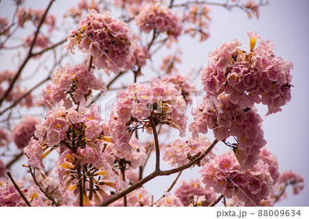 Pink flowers Tabebuia rosea blossom 88009634