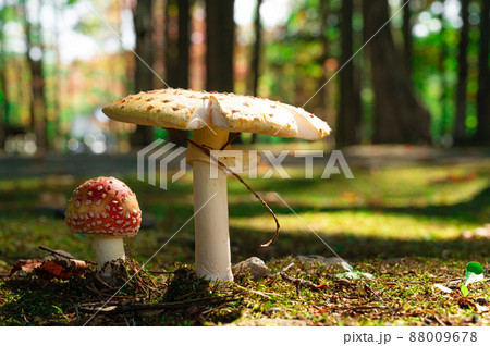 紅天狗茸と薄黄天狗茸 88009678