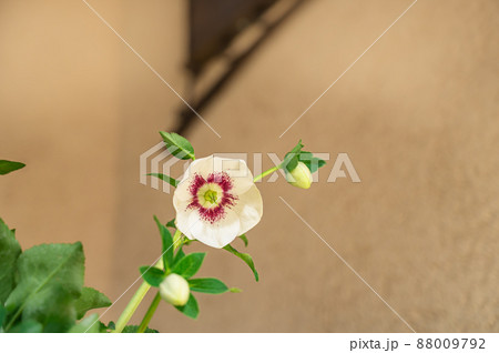 クリスマスローズ クリスマスローズ 88009792