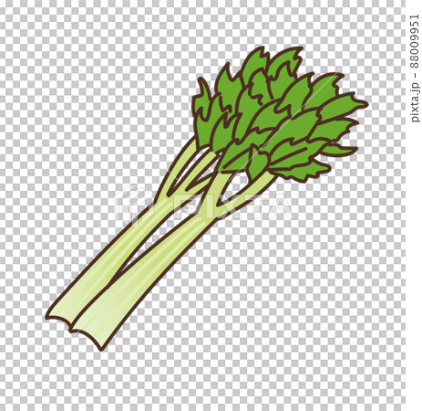 セロリ 野菜 農産物 イラスト セロリ 野菜 農産物 イラスト 88009951