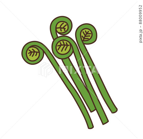 ぜんまい 農産物 イラスト ぜんまい 農産物 イラスト 88009952