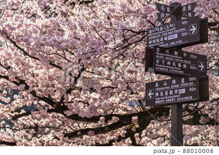 200422中橋桜049 88010008