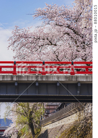 200422中橋桜021 88010015