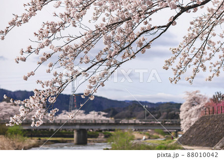 200419宮川桜038 200419宮川桜038 88010042