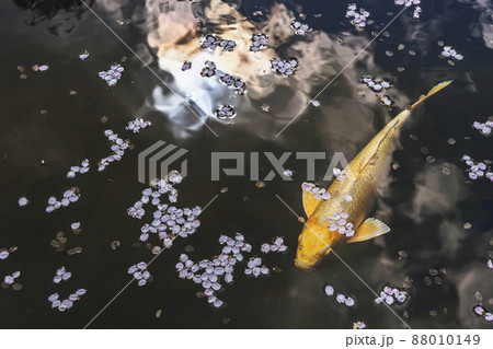 200427護国神社桜034 88010149