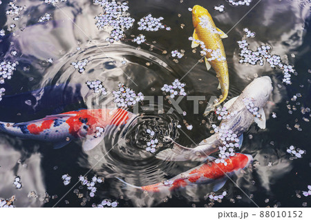 200427護国神社桜031 88010152