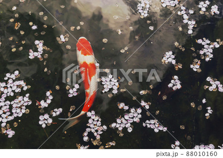 200427護国神社桜025 200427護国神社桜025 88010160