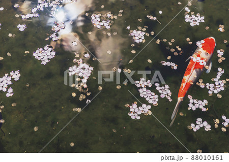 200427護国神社桜024 88010161