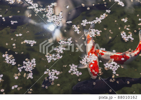 200427護国神社桜023 200427護国神社桜023 88010162