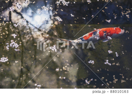 200427護国神社桜021 88010163