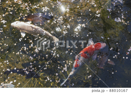200427護国神社桜017 88010167