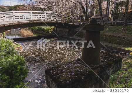 200427護国神社桜010 88010170