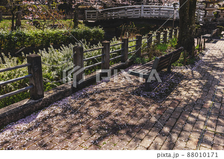 200427護国神社桜004 200427護国神社桜004 88010171