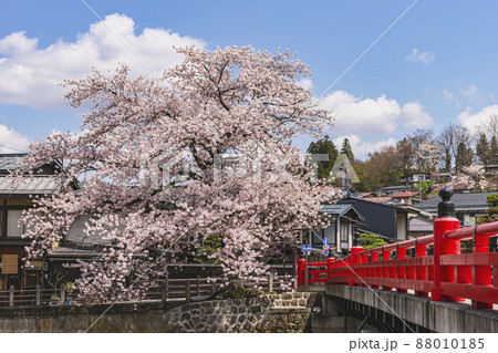 200427中橋桜014 88010185