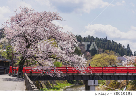 200427中橋桜001 88010195