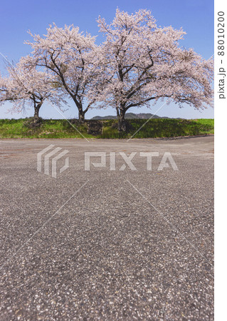 200425下林桜023 88010200