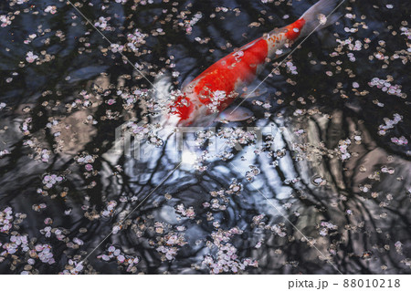 200424護国神社桜023 88010218