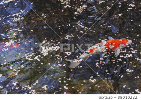 200424護国神社桜018 200424護国神社桜018 88010222