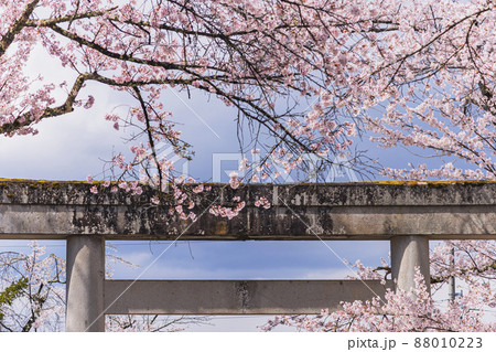 200424護国神社桜011 200424護国神社桜011 88010223