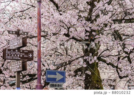 200424中橋桜054 200424中橋桜054 88010232