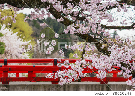 200424中橋桜034 200424中橋桜034 88010243