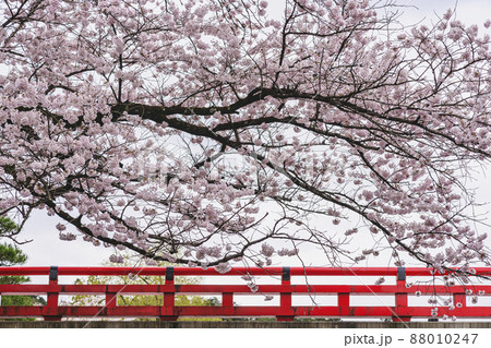 200424中橋桜020 200424中橋桜020 88010247