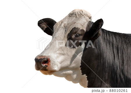White and Black Head of Cow Isolated on White Background 88010261
