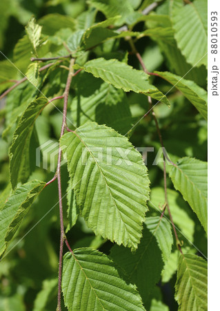 Common hornbeam Horizontalis 88010593