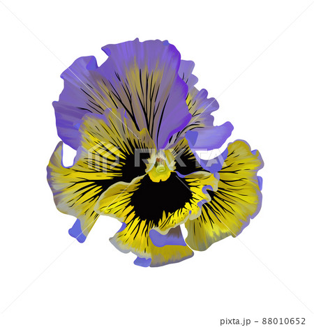 華やかなフリル咲きのパンジー 線画なし 華やかなフリル咲きのパンジー 線画なし 88010652
