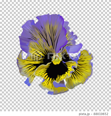 華やかなフリル咲きのパンジー 線画なし 華やかなフリル咲きのパンジー 線画なし 88010652