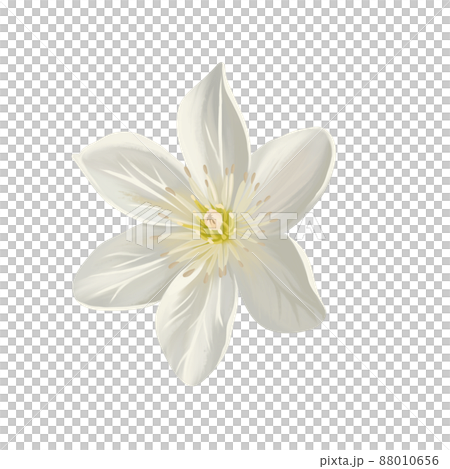 純白色鐵線蓮花,無線條畫 純白色鐵線蓮花,無線條畫 88010656