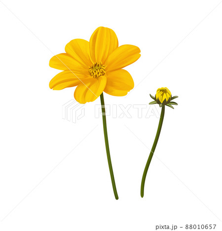鮮やかな黄色のビデンスの花と蕾 線画なし 鮮やかな黄色のビデンスの花と蕾 線画なし 88010657