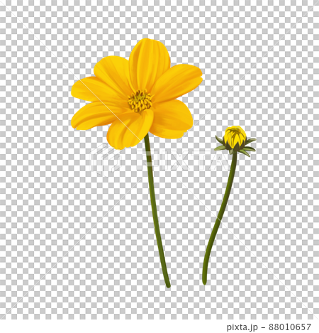 鮮やかな黄色のビデンスの花と蕾 線画なし 鮮やかな黄色のビデンスの花と蕾 線画なし 88010657