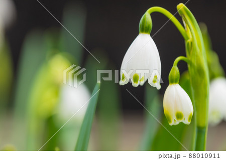 スノーフレーク 88010911