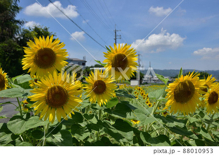 ヒマワリ畑 ヒマワリ畑 88010953