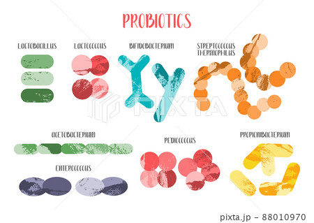 Probiotics. Lactic acid bacteria. Good bacteria and microorganisms for gut and intestinal flora health. Microbiome. Bifidobacterium, lactobacillus,  lactococcus, thermophilus streptococcus, 88010970