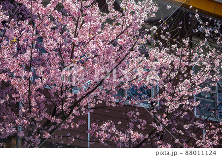 桜 さくら サクラ 88011124